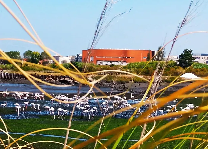Aveiro, Ria E Fado